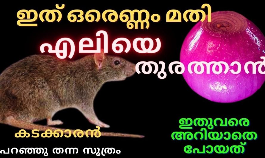 ഈ ഒരൊറ്റ ടിപ്സ് ചെയ്താൽ മതി വീട്ടിൽ നിന്ന് എലികൾ ജീവനും കൊണ്ട് ഓടും…