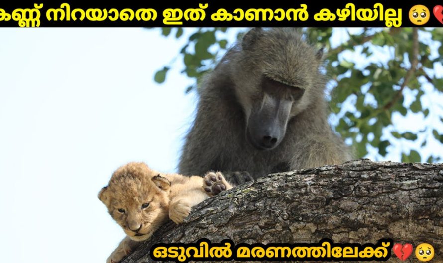 എല്ലാവരും ഒരുപോലെ ഭയക്കുന്ന സിംഹത്തിന്റെ കുഞ്ഞിനെ വരെ മോഷ്ടിക്കുന്ന മൃഗം..