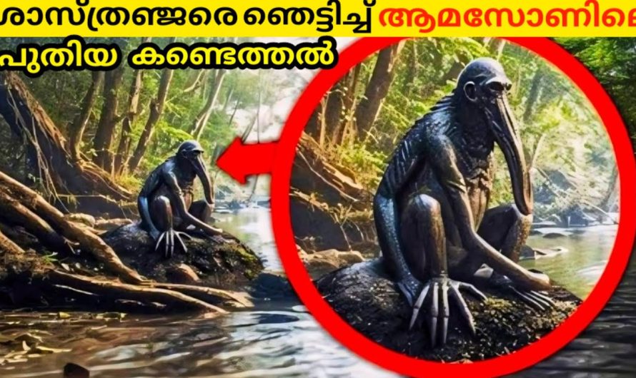ആമസോൺ വനത്തിൽ ഒളിഞ്ഞിരിക്കുന്ന നിഗൂഢതകൾ..