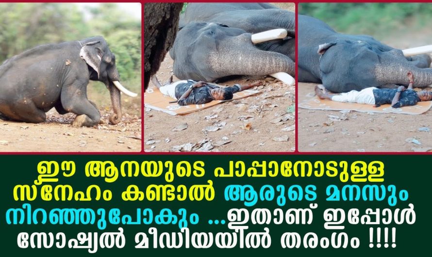 സ്വന്തം പാപ്പാൻ കിടന്നുറങ്ങുമ്പോൾ ആന ചെയ്തത് കണ്ടോ..