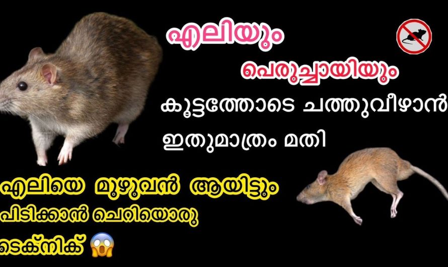 ഈ ഒരൊറ്റ ടിപ്സ് ചെയ്താൽ മതി എലികൾ എല്ലാം ചത്തു വീഴും…