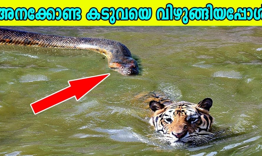 ജന്തുലോകത്തിലെ മൃഗങ്ങളും അവയുടെ വ്യത്യാസങ്ങളും…