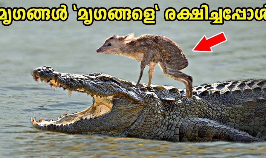സഹജീവികളെ അതിസാഹസികമായി രക്ഷിച്ച കുറച്ച് ജീവികളെ പരിചയപ്പെടാം..