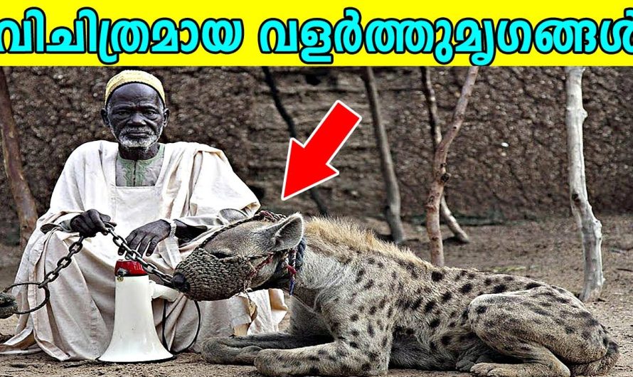 10 വിചിത്രമായ മൃഗങ്ങളെ വീട്ടിൽ വളർത്തി പ്രശസ്തരായ ആളുകൾ..