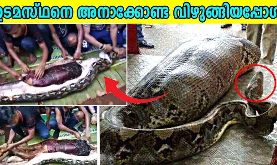 ബ്രസീൽ രാജ്യത്തുനിന്ന് അതിശയകരമായ രീതിയിൽ കണ്ടെത്തിയ ജീവികൾ..