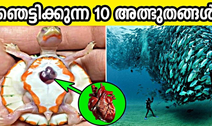 കേട്ടാൽ എല്ലാവരും ഞെട്ടിപ്പോകുന്ന ആരെയും അത്ഭുതപ്പെടുത്തുന്ന 10 അത്ഭുതങ്ങളെക്കുറിച്ച് മനസ്സിലാക്കാം..