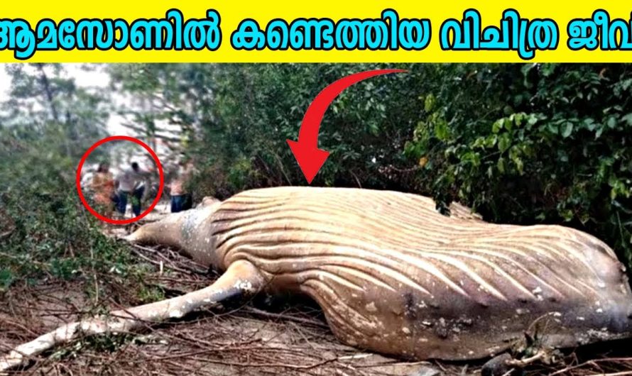 ആമസോണിലെ അപകടകാരികളായ ജീവികളെക്കുറിച്ച് മനസ്സിലാക്കാം..