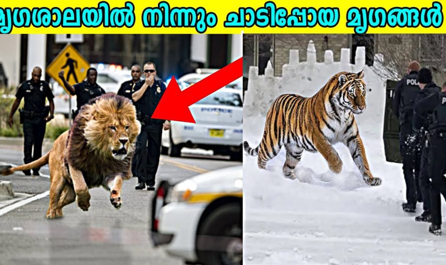 മൃഗശാലകളിൽ നിന്നും അത്ഭുതകരമായ രീതികളിൽ രക്ഷപ്പെടാൻ ശ്രമിച്ച ചില ജീവികളെ കുറിച്ച് മനസ്സിലാക്കാം…