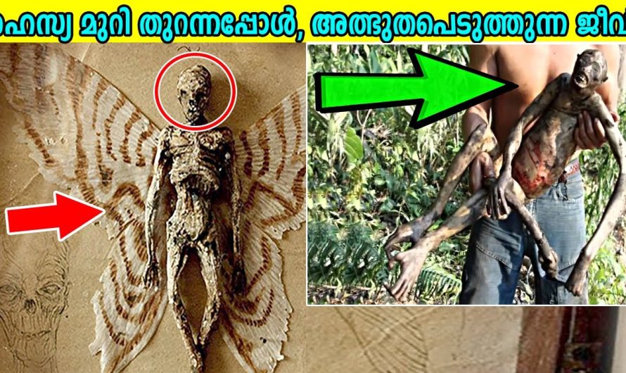 പുതിയ വീട്ടിലേക്ക് താമസം മാറിയ വീട്ടുകാർ അവിടെ കണ്ട ഞെട്ടിക്കുന്ന കാഴ്ച..