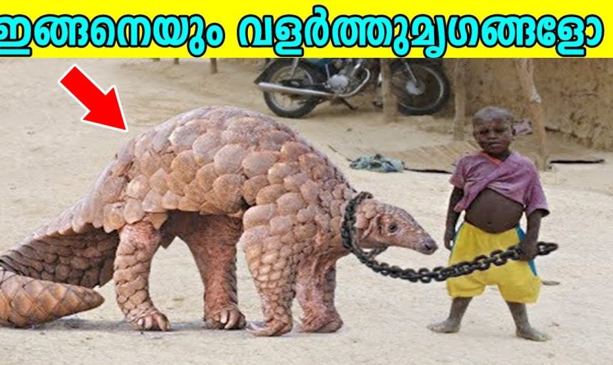 വളരെ വ്യത്യസ്തമായ ജീവികളെ വീട്ടിൽ വളർത്തി പ്രശസ്തിയായ മനുഷ്യർ..