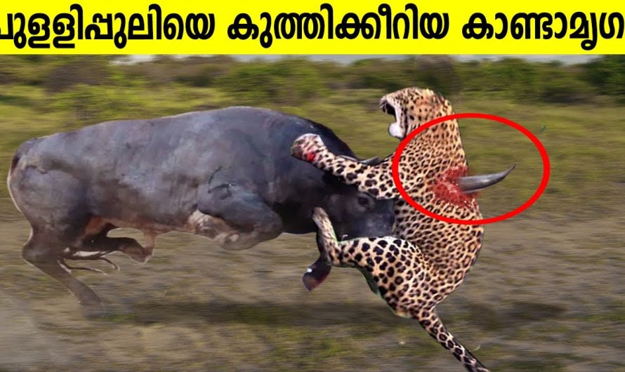 വളരെ ശക്തരായ വന്യമൃഗങ്ങളോട് ഏറ്റുമുട്ടിയ ചെറിയ ജീവികൾ..