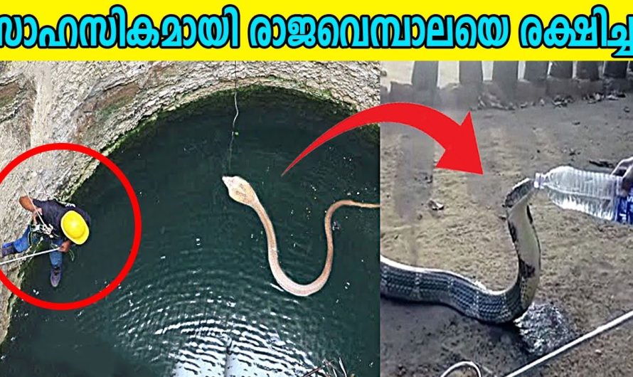 അതിസാഹസികമായി മനുഷ്യർ മൃഗങ്ങളെ രക്ഷിച്ച പത്തുരക്ഷാ പ്രവർത്തനങ്ങളെക്കുറിച്ച് മനസ്സിലാക്കാം..