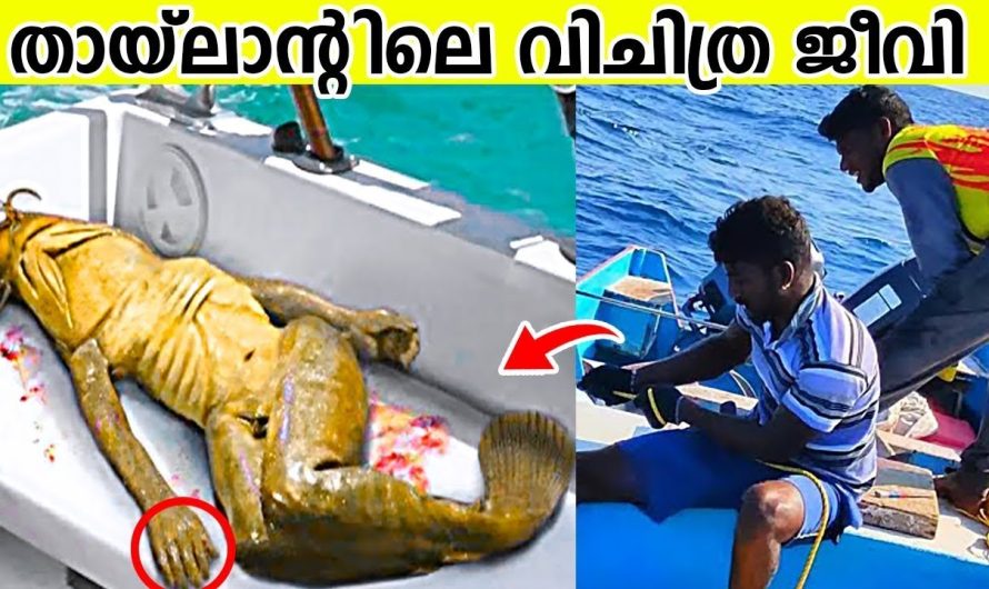 തായ്‌ലൻഡ് രാജ്യത്തിൽ രേഖപ്പെടുത്തിയ വിചിത്രമായ സംഭവങ്ങൾ..