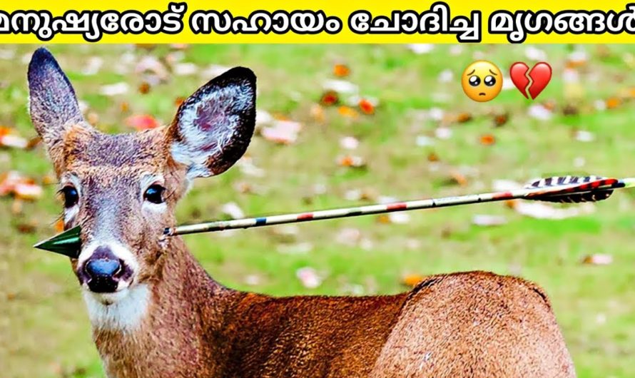 അപകടകരമായ ഘട്ടങ്ങളിൽ മനുഷ്യരുടെ സഹായം തേടിയ മൃഗങ്ങൾ..