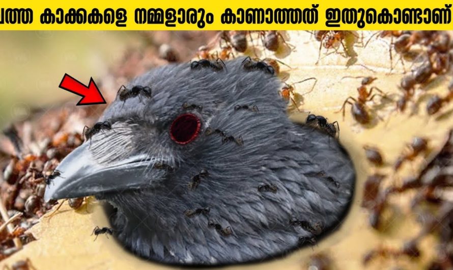 ച..ത്ത കാക്കകളെ ആരും കാണാത്തത് എന്ത് കൊണ്ട്?!