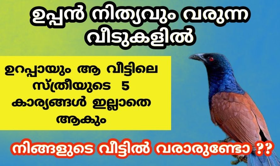 ഉപ്പൻ പക്ഷി സ്ഥിരമായി വീട്ടിലേക്ക് വരുന്നുണ്ടെങ്കിൽ ശ്രദ്ധിക്കുക..