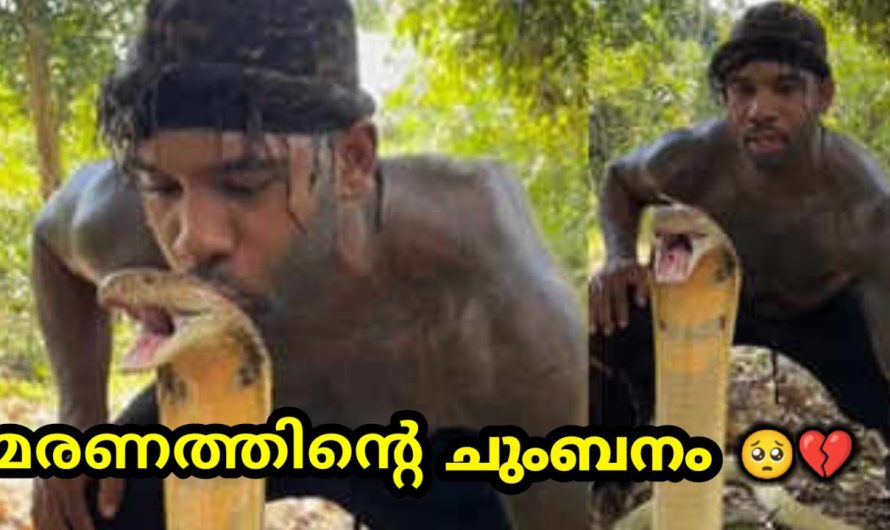 ലോകത്തിലെ തന്നെ ഏറ്റവും കൂടുതൽ വിഷമുള്ള പാമ്പുകൾ..