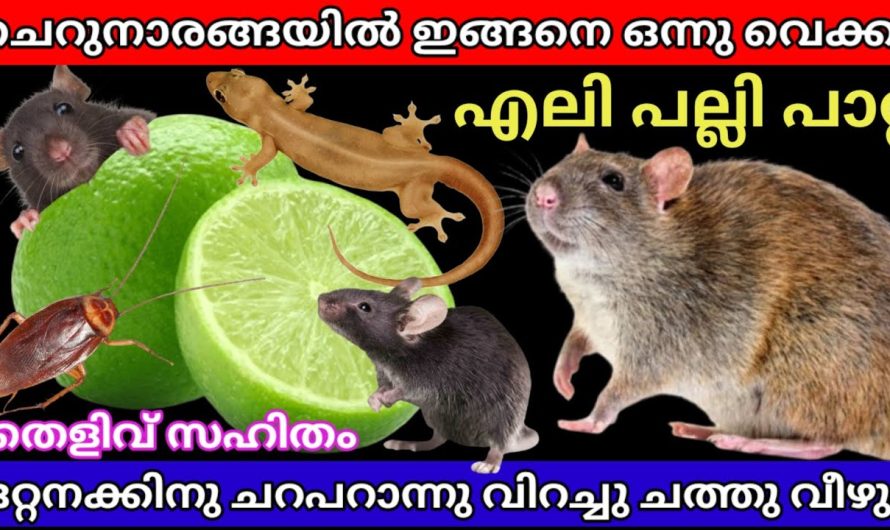 ഈ ഒരൊറ്റ ടിപ്സിലൂടെ എലി പാറ്റ ശല്യം പൂർണമായും ഇല്ലാതാക്കാം..