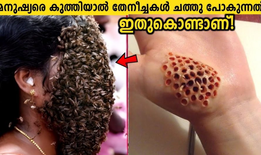 മനുഷ്യരെ കുത്തിയാൽ ഉടനെ തേനീച്ചകൾ ചാകുന്നത് എന്ത്കൊണ്ട്