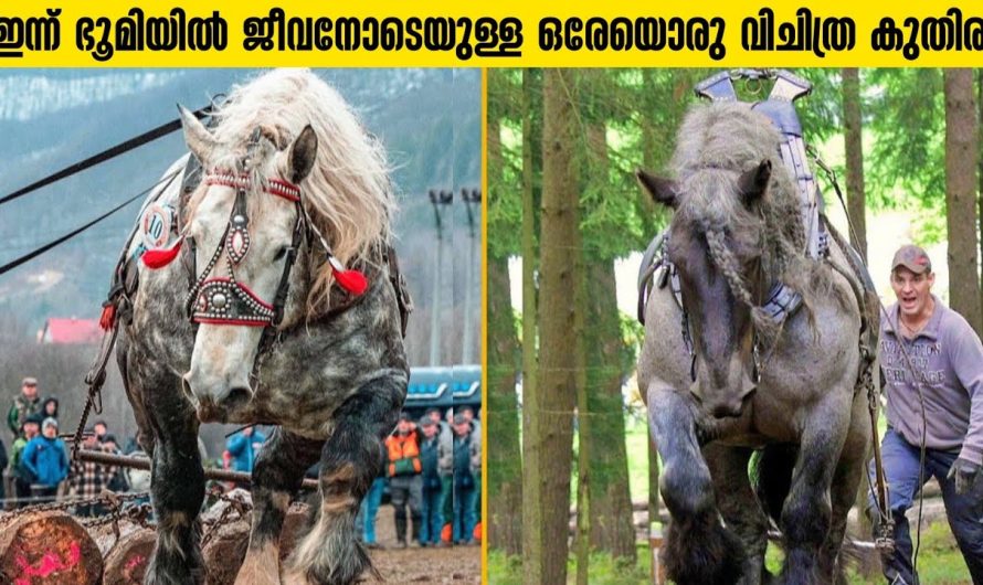 ലോകത്തിലെ ഏറ്റവും ഭംഗിയുള്ള കുതിരകൾ