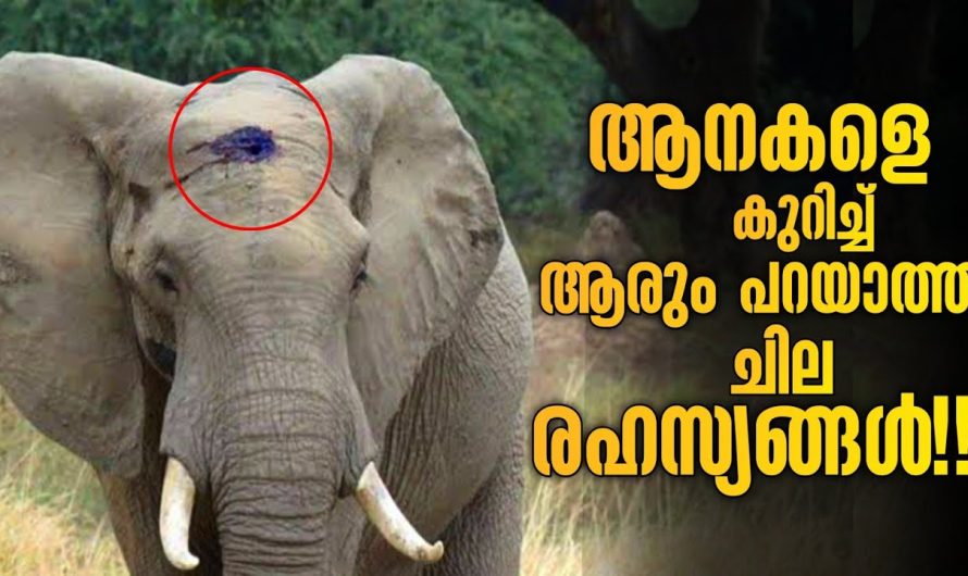 ആന പ്രേമികൾ കാണാതെ പോകരുത്!!
