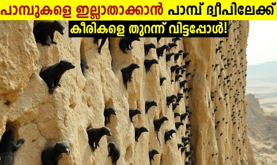 ഇതിനെ കണ്ടാൽ ഓടിക്കോണം!!😱