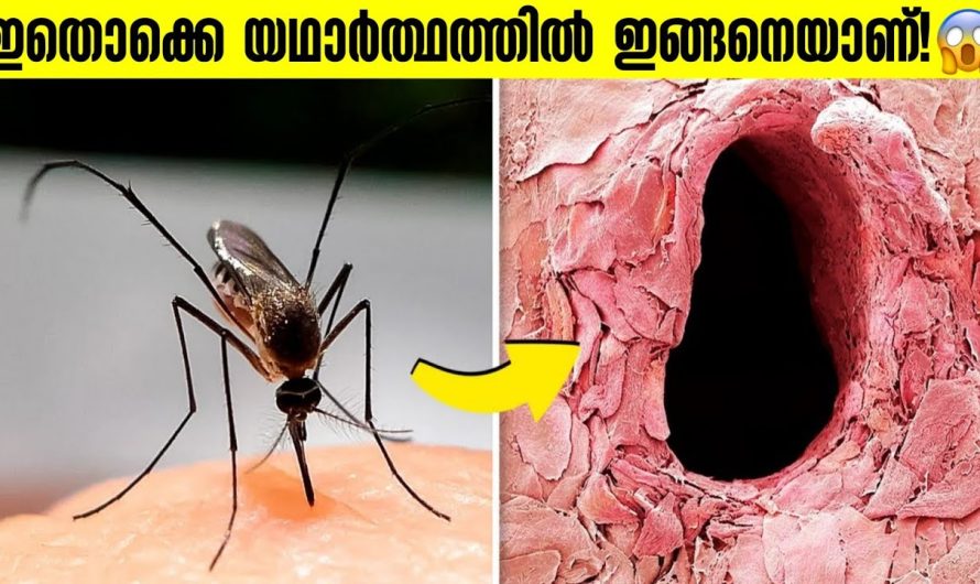 കണ്ണ് കൊണ്ട് കാണാൻ കഴിയാത്ത കാര്യങ്ങൾ!