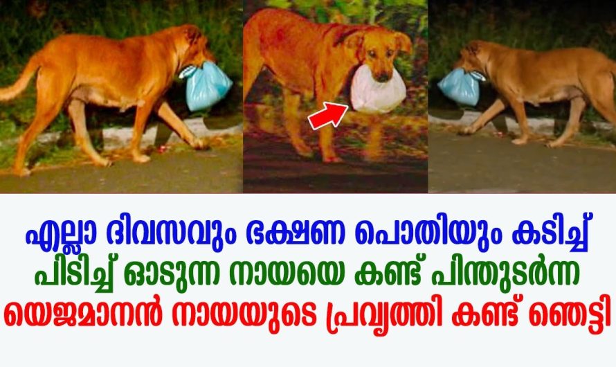 നായയെ പിന്തുടർന്ന യുവതി നായയുടെ പ്രവൃത്തി കണ്ട് ഞെട്ടി !!!