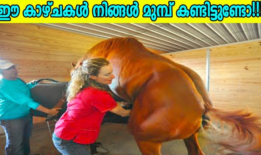ക്യാമറയിൽ പതിഞ്ഞ 10 അത്ഭുതകരമായ കാര്യങ്ങൾ