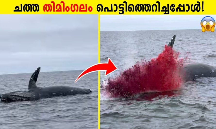 ചത്ത തിമിംഗലം ബോംബ് പോലെ പൊട്ടിത്തെറിക്കുന്നത് ഇത് കൊണ്ടാണ്